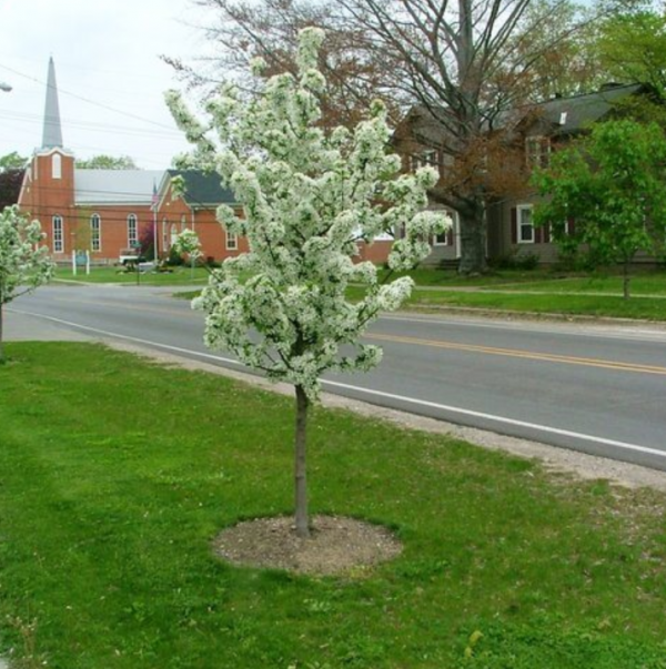 Pohon-pohon kecil di halaman depan